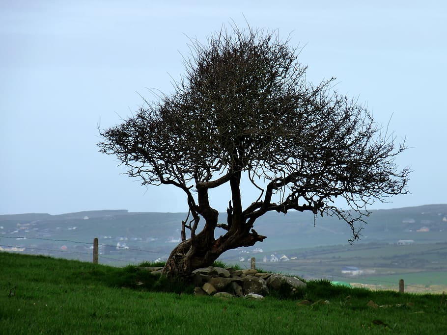 branca, hivern, sol, arbre, orgànic, agricultura, a l'aire lliure, tronc, fulles, branques, paisatge, desert, natural, salvatge, medi ambient, escènic, terra, naturalesa, tranquil, mar, planta, herba, tranquil·litat, bellesa a la natura, escena tranquil·la, cel, escenics - natura, camp, dia, aigua, creixement, cap gent, escena no urbana, color verd, 2K