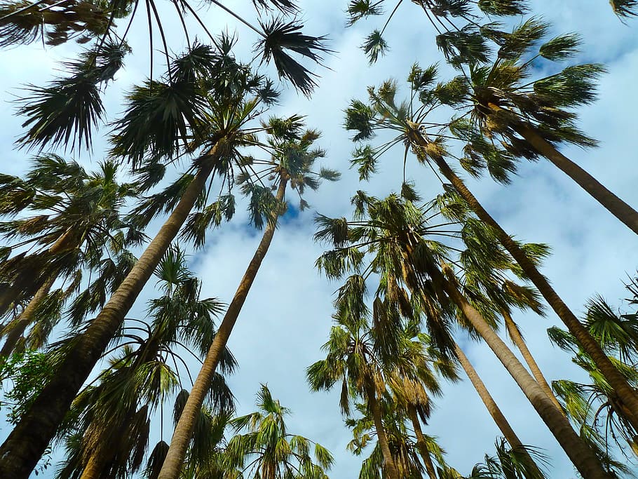 palmen, bomen, hemel, Bos, fabriek, lage hoekweergave, boom, palmboom, groei, tropisch klimaat, kalmte, schoonheid in de natuur, geen mensen, dag, groot hoog, boomstam, natuur, romp, buitenshuis, groene kleur, kokosnoot palmboom, heldere lucht, scenics - natuur, palmblad, tropische boom, bamboe - plant, 4K