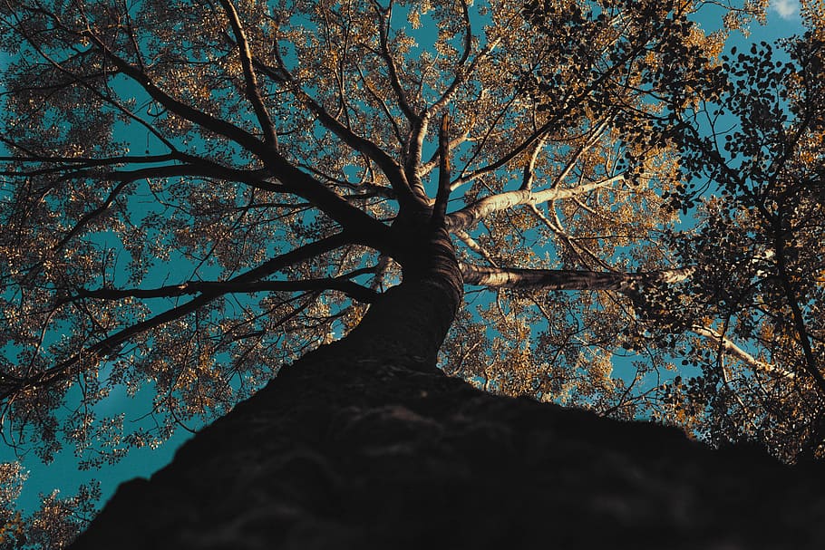 forest, tree, nature, view, sky, tourism, plant, branch, low angle view, tree trunk, trunk, growth, beauty in nature, tranquility, no people, day, autumn, outdoors, change, silhouette, scenics - nature, tranquil scene, plant part, tree canopy, bark, directly below, cherry blossom, 5K