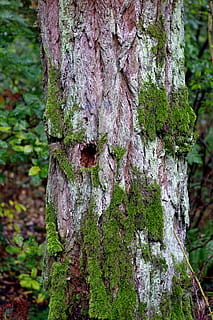 Baum, alt, Flechten, Moos, Kofferraum, die Rinde, Wald, próchniejący stock, konary, Grün, uralt, omszałe, Baumstamm, Pflanze, Wachstum, Fokus auf den Vordergrund, Natur, Nahansicht, keine Leute, Tag, texturiert, Land, draußen, Borke, Rau, Pflanzenrinde, Schönheit in der Natur, grüne Farbe, Flechte, 5K, CC0, gemeinfrei, lizenzfrei