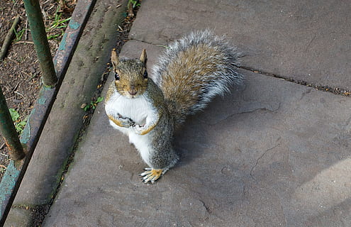 brown, white, black, squirrel, standing, beside, fence, black squirrel, gray, innocent, deny, denial, cute, stand, rodent, sciurus carolinensis, eastern, invasive, pest, mammal, guilt, guilty, plead, pleading, innocence, not guilty, tail, bushy, who me, one animal, animal wildlife, animals in the wild, high angle view, animal themes, no people, vertebrate, day, footpath, domestic, pets, nature, cat, outdoors, feline, 4K, CC0, public domain, royalty free