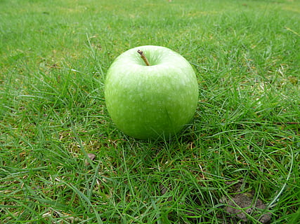 manzana, hierba, verde, color verde, planta, alimentación saludable, comida y bebida, manzana - fruta, comida, Fruta, bienestar, frescura, manzana Granny Smith, nadie, naturaleza, campo, tierra, de cerca, crecimiento, día, orgánico, maduro, 4K, CC0, dominio público, libre de derechos