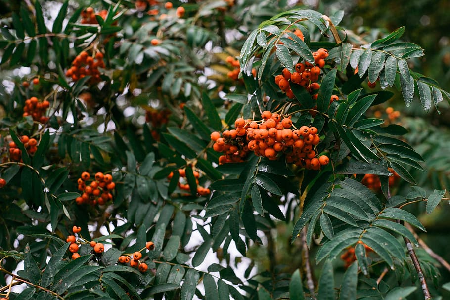 baia de sorra, rowan, baia, naturalesa, color verd, vermell, primer pla, planta, Nadal, flor, arbre, cap gent, full, dia, creixement, part de la planta, menjar, menjar i beguda, bellesa a la natura, fruita, centrar-se en primer pla, fruites de baies, alimentació saludable, frescor, color taronja, branca, a l'aire lliure, rowanberry, madur, 4K