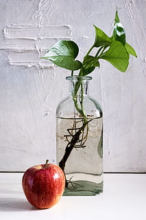 encara, fotografia de vida, vermell, poma, al costat, verd, planta de fulla, col · locat, clar, gerro de vidre, composició, ampolla, vidre, llum, natura morta, planta, pacte, menjar, full, part de la planta, frescor, menjar i beguda, fruita, alimentació saludable, a l'interior, primer pla, benestar, fruita de poma, cap gent, taula, naturalesa, funció de construcció de parets, creixement, 5K, CC0, domini públic, lliure de regalies