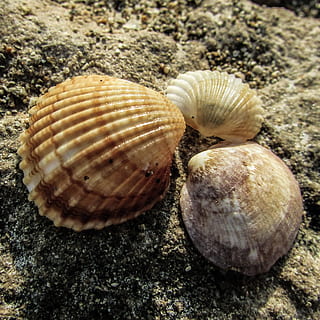 shell, strand, natur, muslingeskaller, skal, strand, dyreskal, muslingeskal, tæt på, dyre temaer, ingen mennesker, dyreliv, tekstureret, naturligt mønster, dyr, mønster, jord, dag, stilleben, skønhed i naturen, høj vinkel visning, dyr i naturen, klippe, udendørs, marine, 2K, CC0, offentligt domæne, royaltyfrie