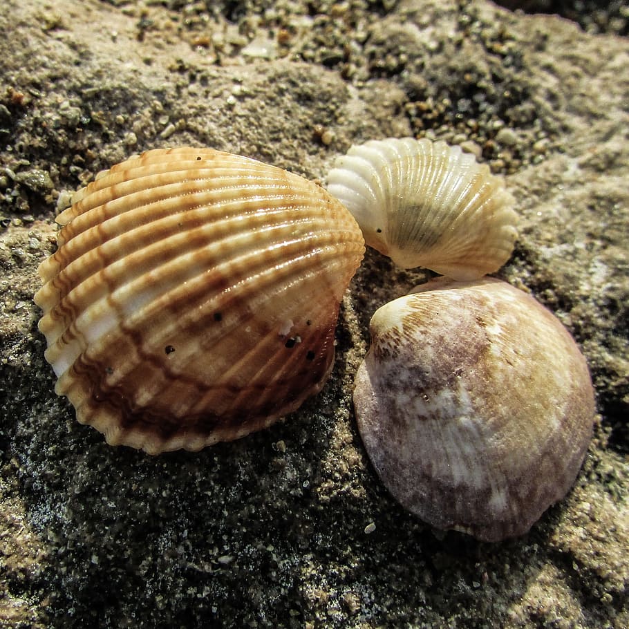 shell, strand, natur, muslingeskaller, skal, strand, dyreskal, muslingeskal, tæt på, dyre temaer, ingen mennesker, dyreliv, tekstureret, naturligt mønster, dyr, mønster, jord, dag, stilleben, skønhed i naturen, høj vinkel visning, dyr i naturen, klippe, udendørs, marine, 2K