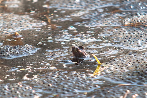 Frosch, laichen, Wasser, Froschlaich, Ei, fallen, Amphibien, Kröte, Laichballen, Wasser Kreatur, Reproduktion, Frosch Eier, ein Tier, Tierthemen, Tier, Tiere in freier Wildbahn, Tierwelt, Tag, Natur, Vogel, selektiver Fokus, Land, keine Leute, Wirbeltier, Strand, draußen, High Angle View, solide, Bewegung, nass, Trinken, 2K, CC0, gemeinfrei, lizenzfrei