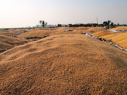 Maize, Indian Corn, Vegetables, corn, seeds, food, yellow, crop, harvest, navalgund, india, landscape, outdoors, no people, day, agriculture, nature, sky, industry, heap, clear sky, land, environment, fuel and power generation, abundance, architecture, plant, field, brown, rural scene, stack, 2K, CC0, public domain, royalty free
