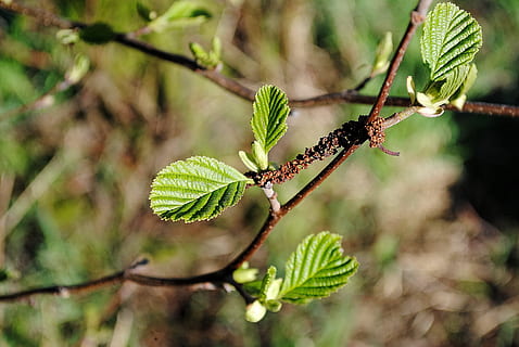 ramo, árvore, sai, Primavera, natureza, folha, cor verde, plantar, fechar-se, ao ar livre, floresta, crescimento, macro, ninguém, imagem colorida, frescura, vida nova, foco seletivo, meio Ambiente, beleza na natureza, dia, parte da planta, focar em primeiro plano, inseto, animais selvagens, temas animais, invertebrado, animais em estado selvagem, animal, um animal, 4K, CC0, domínio público, royalty free
