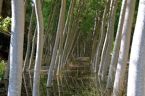 Stämme, Pappeln, Bäume, Stammbäume, Baumstamm, Natur, Pflanze, Baum, Ruhe, Schönheit in der Natur, Land, Wald, keine Leute, Wachstum, Kofferraum, Tag, Wasser, ruhige Szene, Szenen - Natur, grüne Farbe, draußen, Nicht-städtische Szene, Bambushain, Bambuspflanze, 5K, CC0, gemeinfrei, lizenzfrei