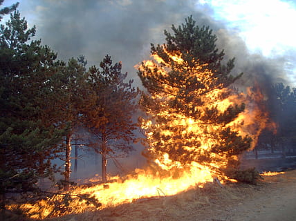 geflammter Baum, Kiefer, Feuer, Fackel, Natur, Baum, Wald, draußen, Landschaft, szenen, Sonnenuntergang, Himmel, Sonnenlicht, Schönheit in der Natur, Sonne, ländliche Szene, Verbrennung, Hitze - Temperatur, keine Leute, Feuer - natürliches Phänomen, Flamme, Pflanze, Rauch - physische Struktur, Land, glühend, wolke - himmel, Umgebung, Feld, Bewegung, orange Farbe, Verschmutzung, Luftverschmutzung, 1080P, CC0, gemeinfrei, lizenzfrei