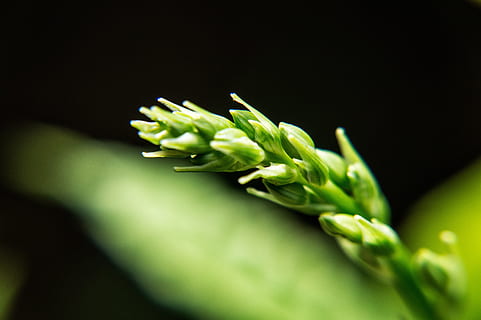 forår, hvede, vilde felt, stilk, grøn, have, frugter, grøntsager, natur, flora, grøn farve, mad og drikke, friskhed, grøntsag, mad, sund kost, studio skud, tæt på, velvære, ingen mennesker, plante, plantestamme, selektiv fokusering, indendørs, sort baggrund, organisk, landbrug, blad, plante del, 5K, CC0, offentligt domæne, royaltyfrie