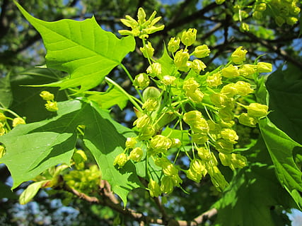 Acer, maple, árvore, florescendo, bordo, árvore, inflorescência, flora, botânica, plantar, Primavera, folha, crescimento, cor verde, natureza, ao ar livre, parte da planta, fechar-se, beleza na natureza, dia, frescura, focar em primeiro plano, ninguém, luz solar, vulnerabilidade, fragilidade, foco seletivo, comida e bebida, Comida, 1080P, CC0, domínio público, royalty free