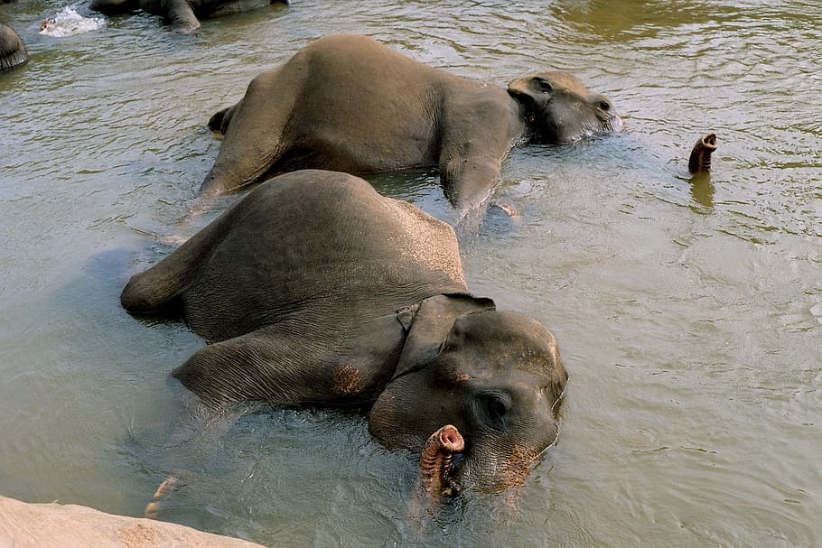 zwei, Elefanten, lügen, Karosserie, Wasser, Elefant, Elefanten baden, Kühlung, Tierthemen, Tier, Gruppe von Tieren, Säugetier, Tiere in freier Wildbahn, Tierwelt, Wirbeltier, High Angle View, Tag, keine Leute, Natur, Schwimmen, zwei tiere, draußen, Tierkörperteil, See, Jungtier, Tierfamilie, 1080P