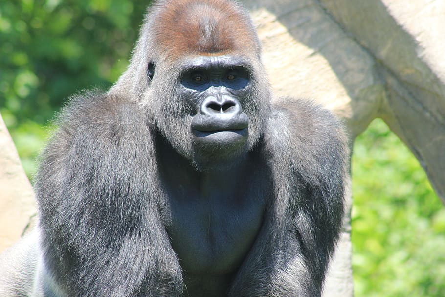 gorilla nera, retro d'argento, gorilla, primate, scimmia, peloso, natura, selvaggio, zoo, bestia, enorme, potente, mammifero, un animale, fauna selvatica, animali allo stato selvatico, vertebrato, ritratto, persone, guardando la fotocamera, animali in cattività, giorno, vista frontale, all'aperto, bocca aperta, 5K