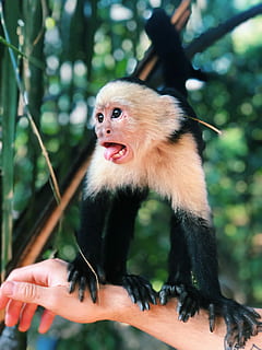 superficial, fotografía de enfoque, negro, blanco, mono, persona, brazo derecho, que lleva, marrón, retrato, cara, árbol, fauna animal, un animal, mamífero, vertebrado, primate, animales en la naturaleza, centrarse en primer plano, mirando a otro lado, día, planta, rama, mano, gente, mirando, gente real, naturaleza, al aire libre, boca abierta, 4K, CC0, dominio público, libre de derechos