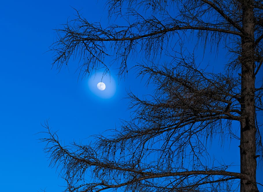 Grün, Laubbaum, Nachtzeit, Mond, Lärche, Baum, Stimmung, mystisch, hof, Licht, Blau, dunkel, Nacht-, Abend, Hexen, Geist, Himmel, Nadeln, kahler Baum, Ast, Flachwinkelansicht, Natur, Ruhe, Vollmond, Pflanze, keine Leute, Platz, Schönheit in der Natur, Szenen - Natur, Astronomie, klarer Himmel, ruhige Szene, Silhouette, Mondlicht, draußen, planetarischer Mond, 2K