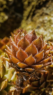 Bodendecker, Kaktus, Makro, Natur, Pflanze, draußen, keine Leute, Nahansicht, Wachstum, Fokus auf den Vordergrund, Schönheit in der Natur, Tag, selektiver Fokus, Blume, Ruhe, trocken, Frische, High Angle View, Verletzlichkeit, Feld, Land, blühende Pflanze, Zerbrechlichkeit, Blütenkopf, 5K, CC0, gemeinfrei, lizenzfrei