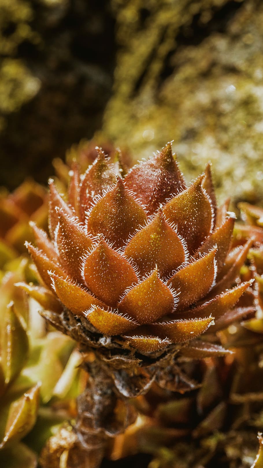 Bodendecker, Kaktus, Makro, Natur, Pflanze, draußen, keine Leute, Nahansicht, Wachstum, Fokus auf den Vordergrund, Schönheit in der Natur, Tag, selektiver Fokus, Blume, Ruhe, trocken, Frische, High Angle View, Verletzlichkeit, Feld, Land, blühende Pflanze, Zerbrechlichkeit, Blütenkopf, 5K