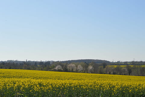 Normandie, Feld, Grün, Felder, Agrarland, Landwirtschaft, Landschaft, Gelb, Natur, Frankreich, Blau, ländlich, Frühling, Himmel, Pflanze, Blume, Raps, Schönheit in der Natur, Land, ländliche Szene, Szenen - Natur, Ernte, klarer Himmel, Umgebung, blühende Pflanze, keine Leute, Wachstum, ruhige Szene, draußen, 5K, CC0, gemeinfrei, lizenzfrei