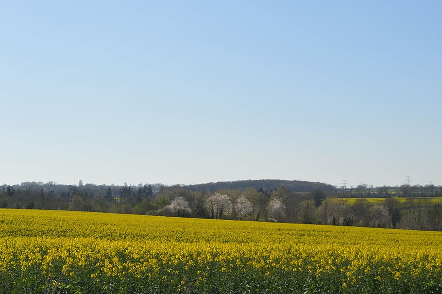 Normandie, Feld, Grün, Felder, Agrarland, Landwirtschaft, Landschaft, Gelb, Natur, Frankreich, Blau, ländlich, Frühling, Himmel, Pflanze, Blume, Raps, Schönheit in der Natur, Land, ländliche Szene, Szenen - Natur, Ernte, klarer Himmel, Umgebung, blühende Pflanze, keine Leute, Wachstum, ruhige Szene, draußen, 5K