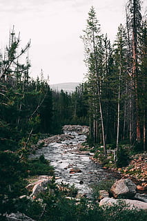 grøn, træer, sø, landskab, flod, dagtimerne, Skov, strøm, miljø, natur, fyrretræ, klippe, udendørs, utah, træ, bjerg, efterår, vand, plante, jord, himmel, vækst, rolig scene, ingen mennesker, dag, ikke-urbane scene, ro, skønhed i naturen, scenics - natur, solid, grøn farve, flyder, flydende vand, 5K, CC0, offentligt domæne, royaltyfrie