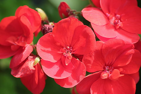 geranium, rood, bloesem, bloeien, bloem, dichtbij, bloeiende plant, bloemblad, schoonheid in de natuur, breekbaarheid, fabriek, versheid, kwetsbaarheid, bloeiwijze, detailopname, bloemhoofd, groei, geen mensen, natuur, stuifmeel, focus op de voorgrond, dag, plantkunde, roze kleur, lente, Bos bloemen, 2K, CC0, publiek domein, royaltyvrij
