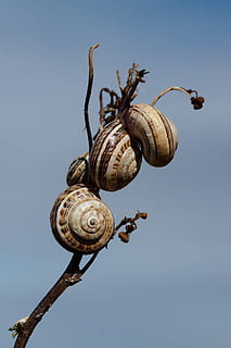 cargols, shell, branca, cel, cargol, temes d'animals, gasteròpode, animals a la natura, cap gent, un animal, fauna animal, closca d’animals, mol·lusc, animal, naturalesa, primer pla, invertebrat, dia, grup d’animals, llum solar, arbre, cel clar, espiral, a l'aire lliure, 5K, CC0, domini públic, lliure de regalies