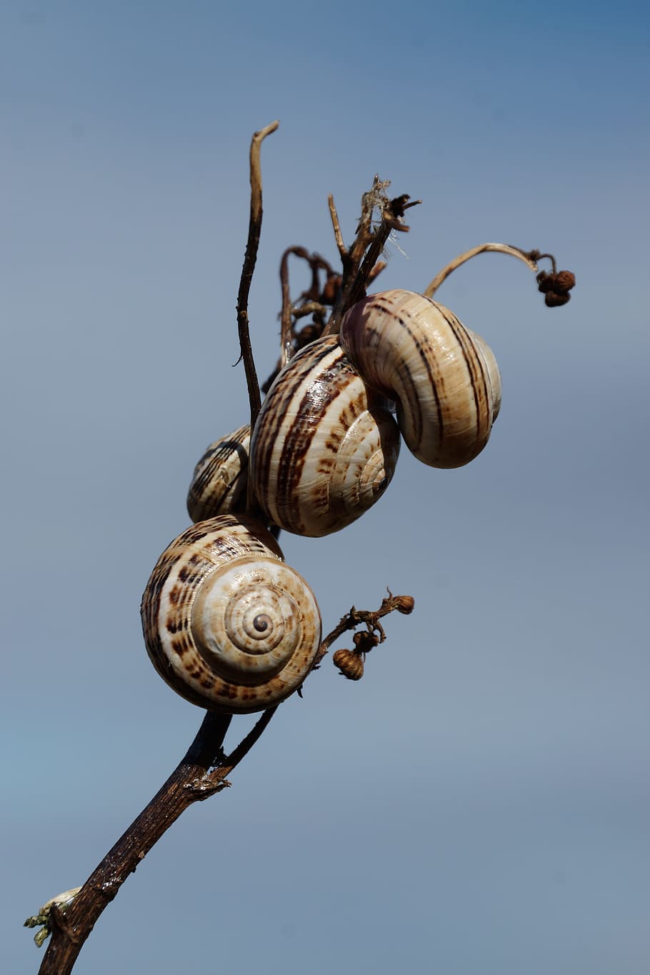 cargols, shell, branca, cel, cargol, temes d'animals, gasteròpode, animals a la natura, cap gent, un animal, fauna animal, closca d’animals, mol·lusc, animal, naturalesa, primer pla, invertebrat, dia, grup d’animals, llum solar, arbre, cel clar, espiral, a l'aire lliure, 5K