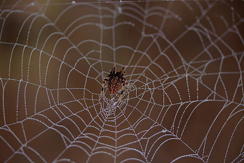 spin, spinnenweb, nat, verslaafd, plaats, dauw, druppels, natuur, spinachtige, dierlijke thema's, dier, ongewerveld, dierenleven, één dier, dieren in het wild, detailopname, breekbaarheid, insect, focus op de voorgrond, geleedpotige, geen mensen, kwetsbaarheid, selectieve aandacht, dag, buitenshuis, web, ingewikkeldheid, 5K, CC0, publiek domein, royaltyvrij