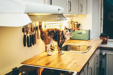 kat på spisning, skildpaddekat, top, håndvask, indendørs, kat, køkken, uartig, overflade, husholdnings køkken, pattedyr, hjemlige værelse, hjem, et dyr, kæledyr, indenlandske, husdyr, mennesker, hjem interiør, bord, husholdningsudstyr, mad og drikke, forretning, hjemlige liv, 4K, CC0, offentligt domæne, royaltyfrie