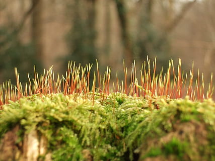 mossa, skog, vår, blomma, grön, växt, tillväxt, selektiv fokusering, natur, dag, inget folk, landa, grön färg, närbild, gräs, skönhet i naturen, träd, utomhus, lugn, fält, mat, miljö, vatten, barrträd, ytanivå, 2K, CC0, offentligt domän, royaltyfria