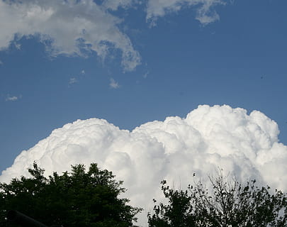 nube, grande, bianca, denso, cumulo, alberi, cielo, blu, nuvola - cielo, albero, pianta, Inquadratura dal basso, bellezza nella natura, la tranquillità, scenics - natura, natura, giorno, nessuno, scena tranquilla, all'aperto, crescita, Colore bianco, idilliaco, cima dell'albero, scena non urbana, luce del sole, 2K, CC0, dominio pubblico, privo di copyright