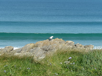 hav, strand, sti, vandring, landskab, horisont, bretagne, ocean, sommer, Frankrig, side, kystlinje, kyststien, havet, natur, klippe, måge, vand, græs, jord, dyre temaer, plante, dyr, ingen mennesker, fugl, dyreliv, hvirveldyr, skønhed i naturen, et dyr, dag, dyr i naturen, scenics - natur, udendørs, vild, 4K, CC0, offentligt domæne, royaltyfrie