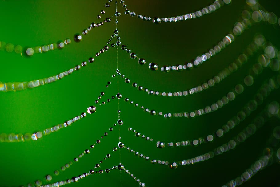 pavoučí síť, bokeh, rosa, web, Příroda, pavouk, hmyz, pavučina, vzor, síť, makro, přírodní, zelená, venkovní, pavoukovec, pokles, volně žijících živočichů, les, past, voda, hedvábí, divoký, životní prostředí, design, vlákno, spojení, zvíře, textura, barva, zelená barva, detail, nikdo, studio shot, pozadí, uvnitř, celý rám, list, rostlinné části, selektivní zaměření, zaměřit se na popředí, šperky, perlové šperky, kapradina, lesklý, krása v přírodě, luxus, vyšperkovaný, 5K