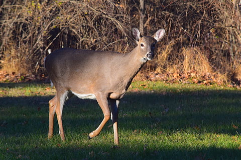 cérvol, mirant, herba, camp, animal, mamífer, vida salvatge, salvatge, naturalesa, marró, verd, Doe, jove, bonic, prat, de peu, whitetail, a l'aire lliure, llum solar, ombra, temes d'animals, un animal, animals a la natura, fauna animal, planta, vertebrats, cap gent, longitud completa, dia, vista lateral, animals domèstics, terra, herbívors, 4K, CC0, domini públic, lliure de regalies