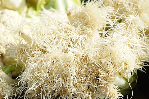 vykořenit, jarní cibulky, zelenina, oříznutí, rostlina, zimní cibule, allium fistulosum, A, altaicum, ceratophyllum, cepa sissilis, C, ventricosa, pór skleník, biologie, brzy cibule, jarní cibulka, mladá cibule, zwiebelroehrl, cibule trubice, potrubí, tlačítko cibule, sahi cibule, nakrájenou cibuli, věčná cibule, zimní cibule cibule, zimní živý plot, bílý florentine, hrubá pažitka, jakobslauch, john leek, cibule, dutý pórek, schnattra, bílý, kořenové sítě, Příroda, růst, detail, krása v přírodě, květ, nikdo, svěžest, jídlo a pití, zaměřit se na popředí, jídlo, den, Zdravé stravování, blahobyt, zemědělství, vysoký úhel pohledu, venku, stálý život, zeleniny, selektivní zaměření, 5K, CC0, veřejná doména, bez autorských práv