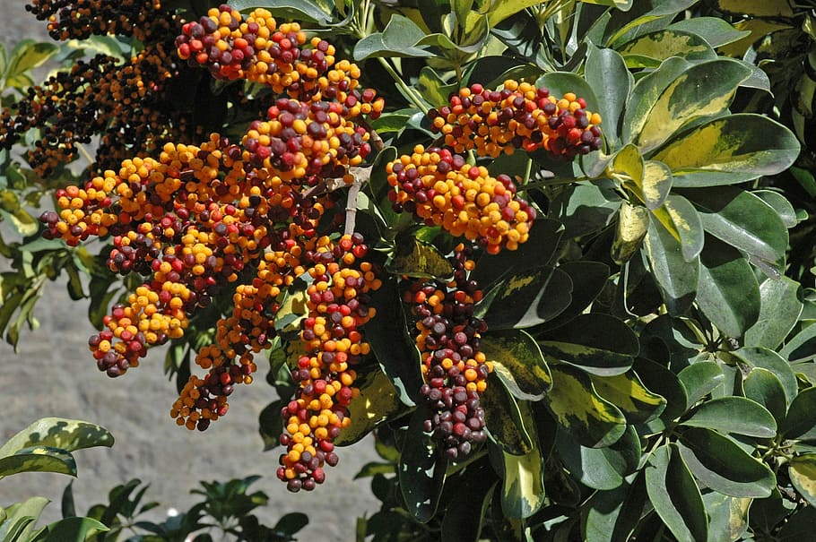 arbre, arbor, arboricola, fruita, menjar i beguda, menjar, alimentació saludable, creixement, frescor, part de la planta, full, planta, fruites de baies, naturalesa, cap gent, dia, benestar, color verd, vermell, bellesa a la natura, a l'aire lliure, llum solar, rowanberry, madur, 2K