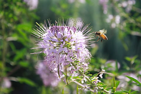 abelha, inseto, entomologia, mosca, jardim, flor, roxa, estudo da natureza, bálsamo de abelha, Flor roxa, abelha voadora, calmo, Uau, aviso prévio, dia ensolarado, planta com flores, temas animais, animal, animais em estado selvagem, animais selvagens, invertebrado, um animal, beleza na natureza, plantar, frescura, fragilidade, pétala, cabeça de flor, fechar-se, crescimento, natureza, polinização, ninguém, bumblebee, pairando, ao ar livre, primavera, 4K, CC0, domínio público, royalty free