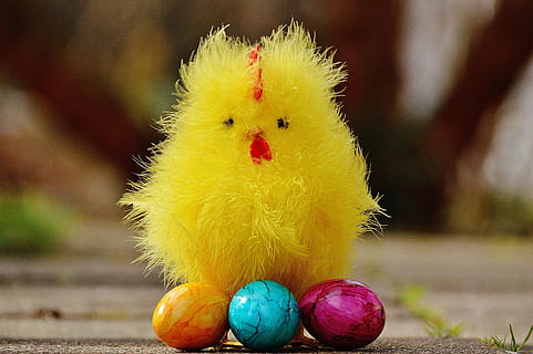 pui, Paști, drăguţ, figura, temă easter, dulce, decor, primăvară, galben, celebrare, vacanţă, ou de Paște, ou, alimente, reprezentare, să se concentreze asupra primelor elemente, multi colorate, animal, reprezentarea animalelor, pasăre, eveniment de vacanță, animale tematice, pui de pasăre, mancare si bautura, nici o persoana, 5K, CC0, domeniu public, fără drepturi de autor