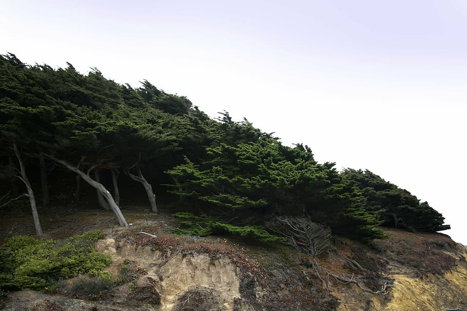 xiprer, vent, arbres, penya-segat, turó, naturalesa, boscos, escènic, paisatge, arbre, bosc, muntanya, planta, cel, bellesa a la natura, creixement, cap gent, cel clar, tranquil·litat, escenics - natura, vista d’angle baix, color verd, dia, escena tranquil·la, a l'aire lliure, escena no urbana, terra, còpia espai, medi ambient, rock, 2K