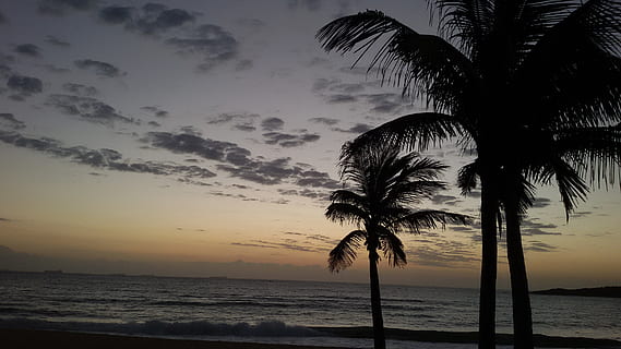 skumring, strand, Kokos palme, Mar, tusmørke, himmel, hav, solnedgang, tropisk klima, natur, Palme træ, sommer, ferier, træ, vand, jord, skønhed i naturen, silhuet, ro, sky - himmel, horisont, scenics - natur, horisont over vand, plante, rolig scene, ingen mennesker, udendørs, tropisk træ, palmblad, 2K, CC0, offentligt domæne, royaltyfrie