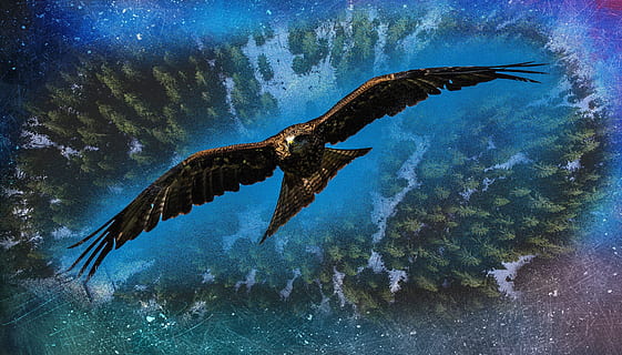 brown, eagle, digital, wallpaper, height, bird, flight, nature, birds, scree, landscape, danger, dom, falcon, background, desktop, panorama, forest, power, sky, animal wildlife, animals in the wild, animal, animal themes, water, vertebrate, one animal, sea, underwater, no people, flying, sea life, swimming, outdoors, fish, marine, spread wings, motion, undersea, 4K, CC0, public domain, royalty free