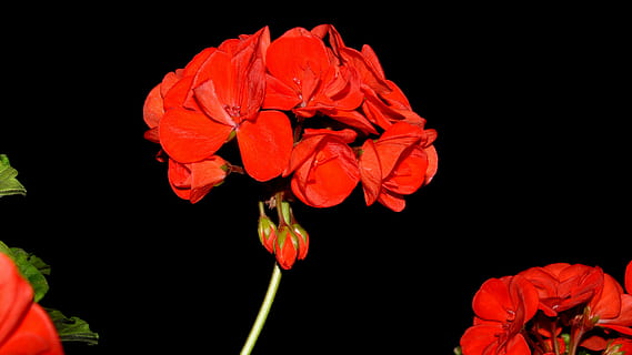 geranium, floare, floare rosie, planta cu flori, petală, plantă, roșu, frumusețe în natură, Fundal negru, cap de floare, Trandafir, inflorescenţă, prospeţime, fragilitate, a închide, vulnerabilitate, natură, studio shot, nici o persoana, creştere, în aer liber, valentine - sărbătoare, 4K, CC0, domeniu public, fără drepturi de autor