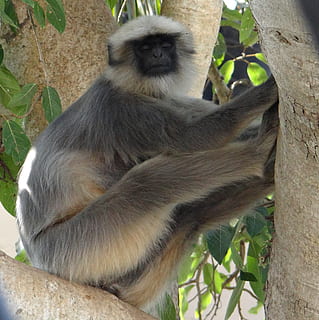 šedý langur, opice, spací, zvíře, savec, sedící, ženský, odpočívá, hanuman langur, semnopithecus entellus, Indie, zvířat, primát, zvířata ve volné přírodě, jednoho zvířete, rostlina, obratlovců, rostlinné části, list, Příroda, strom, nikdo, den, větev, venku, zaměřit se na popředí, 2K, CC0, veřejná doména, bez autorských práv