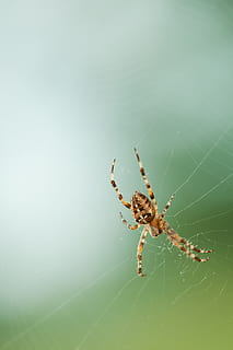 brown, black, spider, arachnid, arthropod, cobweb, macro, spider's web, spiderweb, web, animal themes, invertebrate, animal wildlife, animals in the wild, spider web, one animal, animal, insect, fragility, close-up, nature, day, zoology, no people, animal leg, selective focus, focus on foreground, outdoors, 4K, CC0, public domain, royalty free