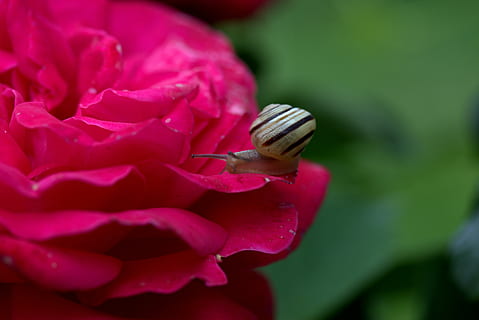 cargol, rosa, pètals, shell, rosada, flor, planta amb flors, bellesa a la natura, planta, fragilitat, pètal, vulnerabilitat, primer pla, frescor, color rosa, creixement, invertebrat, cap de flor, inflorescència, naturalesa, fauna animal, cap gent, animal, temes d'animals, 5K, CC0, domini públic, lliure de regalies