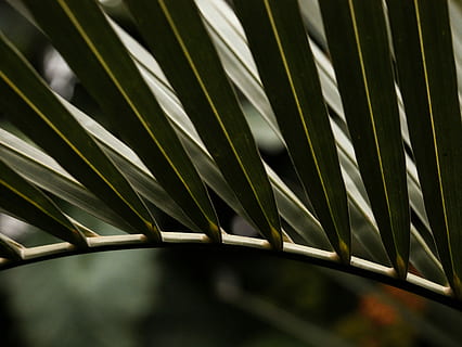 grünblättrige Pflanze, selektiv, fokus fotografie, Palm Tree Leaf, Blatt, Muster, Palme, draussen, Linie, Wachstum, Pflanze, keine Leute, Palmblatt, Pflanzenteil, Natur, Nahansicht, Tag, Schönheit in der Natur, grüne Farbe, Fokus auf den Vordergrund, draußen, Baum, selektiver Fokus, Wedel, Gras, natürliches Muster, Grashalm, 4K, CC0, gemeinfrei, lizenzfrei
