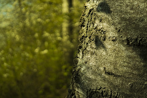 arbre, registre, escorça, naturalesa, tribu, fusta, escorça d'arbre, bedoll, bokeh, verd, borrosa, tancar, escorça de bedoll, tronc de bedoll, tronc de l'arbre, tronc, planta, centrar-se en primer pla, primer pla, textura, cap gent, dia, creixement, aspre, bosc, a l'aire lliure, terra, escorça de la planta, color verd, bellesa a la natura, emoció positiva, efecte texturat, 5K, CC0, domini públic, lliure de regalies