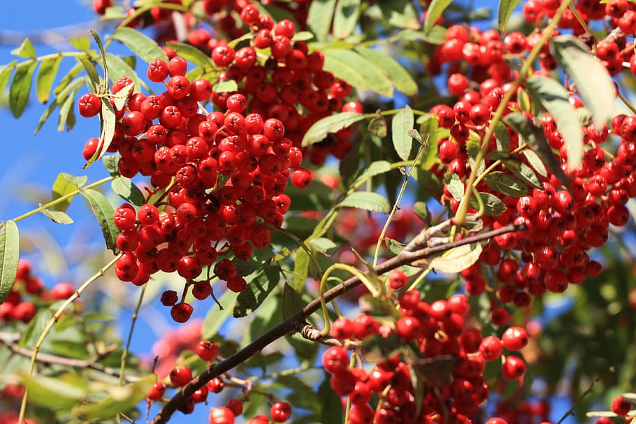 frutta, bacche di sorbo, natura, albero, foglia, bacca, montagna di cenere, rosso bacca, mangiare sano, cibo e bevande, cibo, rosso, crescita, pianta, frutti di bosco, freschezza, parte vegetale, avvicinamento, giorno, concentrarsi sulle conoscenze acquisite, nessuno, bellezza nella natura, benessere, sorbe, all'aperto, maturo, ribes rosso, 4K
